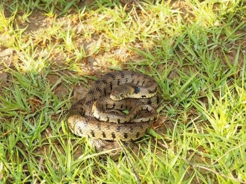 Nερόφιδο Natrix cypriaca